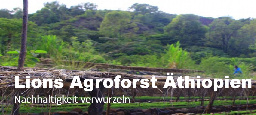 Hintergrundbild Header Agroforst Äthiopien